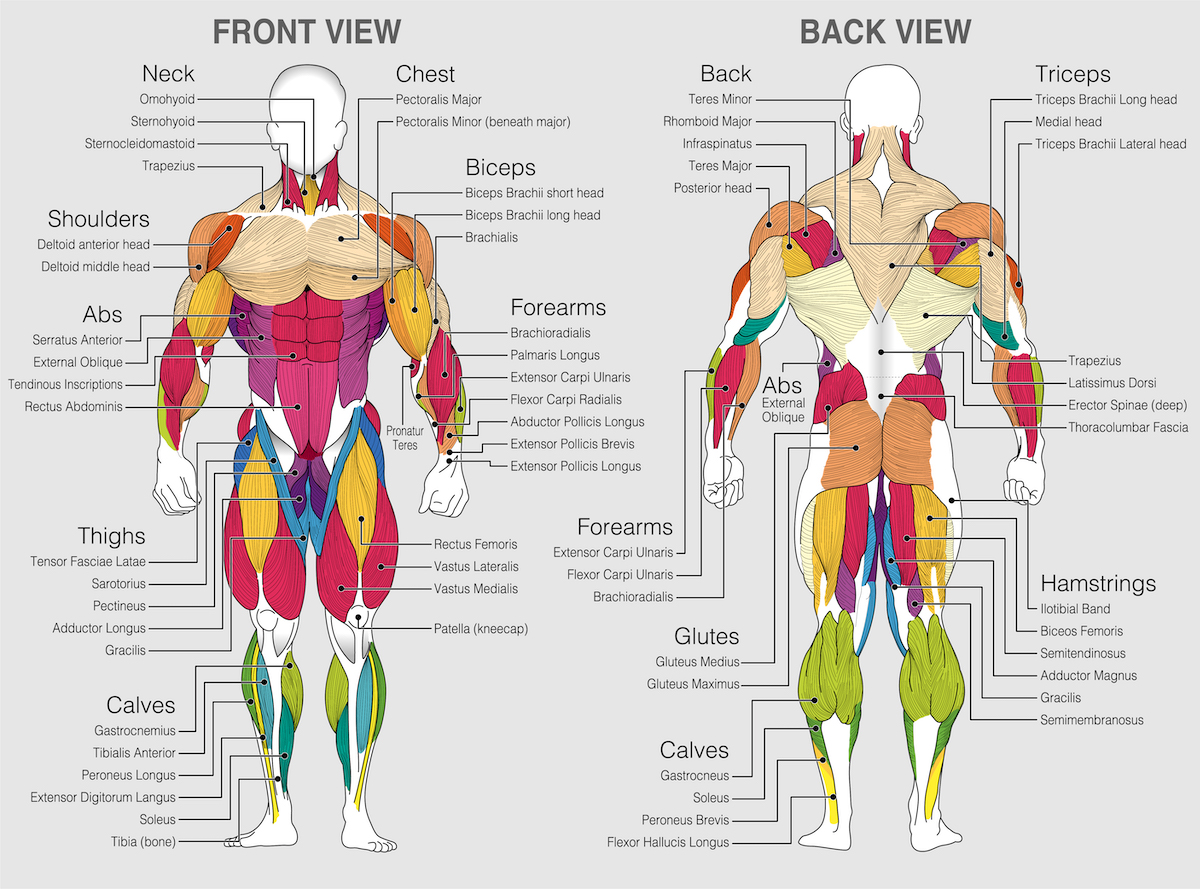 Muscle map of the human body