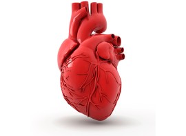 How does exercise affect my heart?