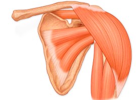 Rotator cuff guide: What your rotator cuff is, how it works and what happens if it becomes damaged or injured