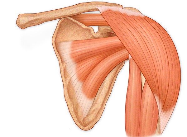Rotator cuff guide: What your rotator cuff, how it works and what happens if it becomes damaged or injured
