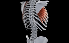 What’s the serratus anterior muscle and why is it important to swimmers?