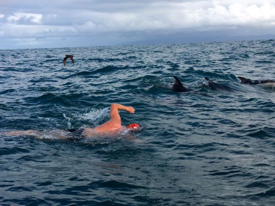 Swimming with dolphins in the Cook Strait