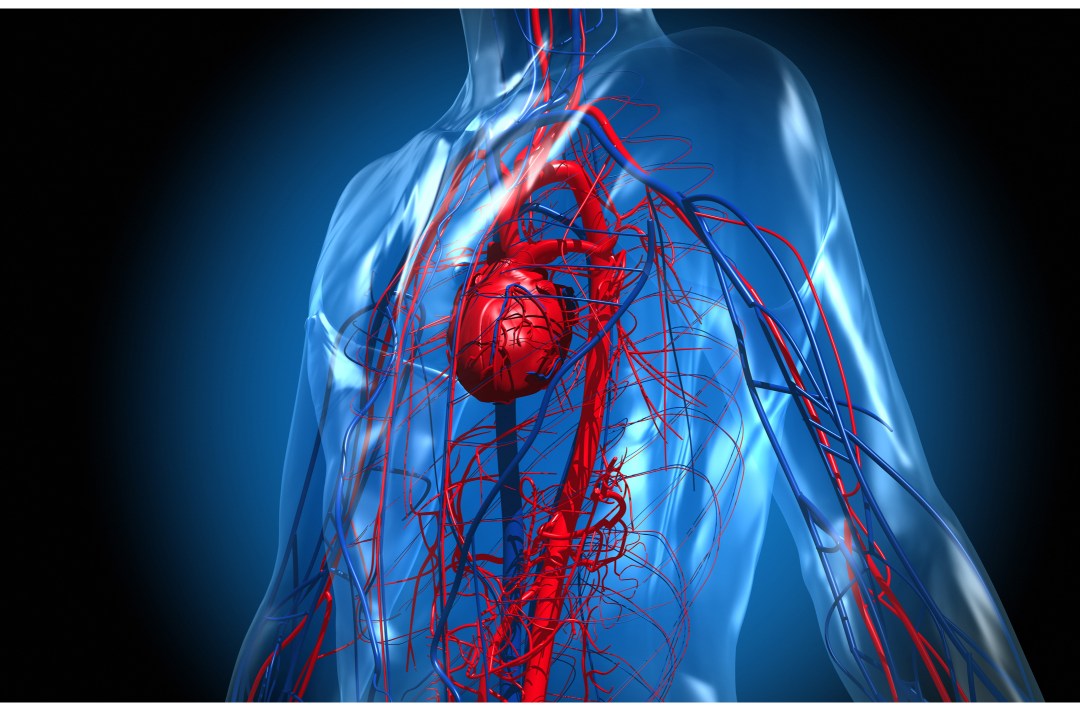 what is the Cardiovascular System and how does exercise affect it