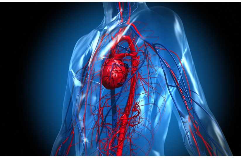 Circulatory system: what it is and how exercise affects it