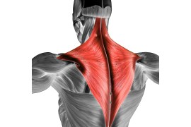 Trapezius muscle: What it does and how to keep it healthy