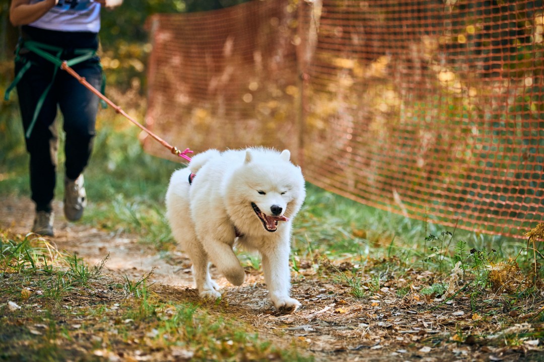 Person taking part in canicross event