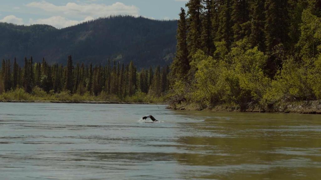 Ross Edgley swimming in the Yukon rover during his record-breaking swim